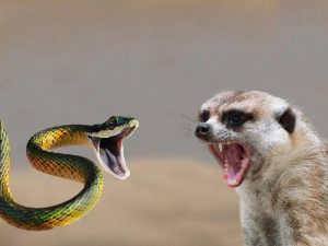 Сурикат и змея